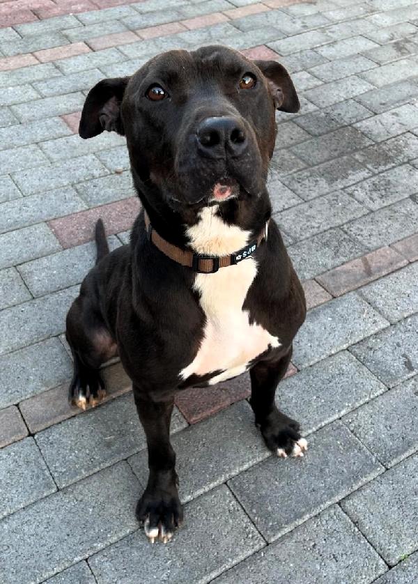 MAX GIOVANE PIT Foto 8